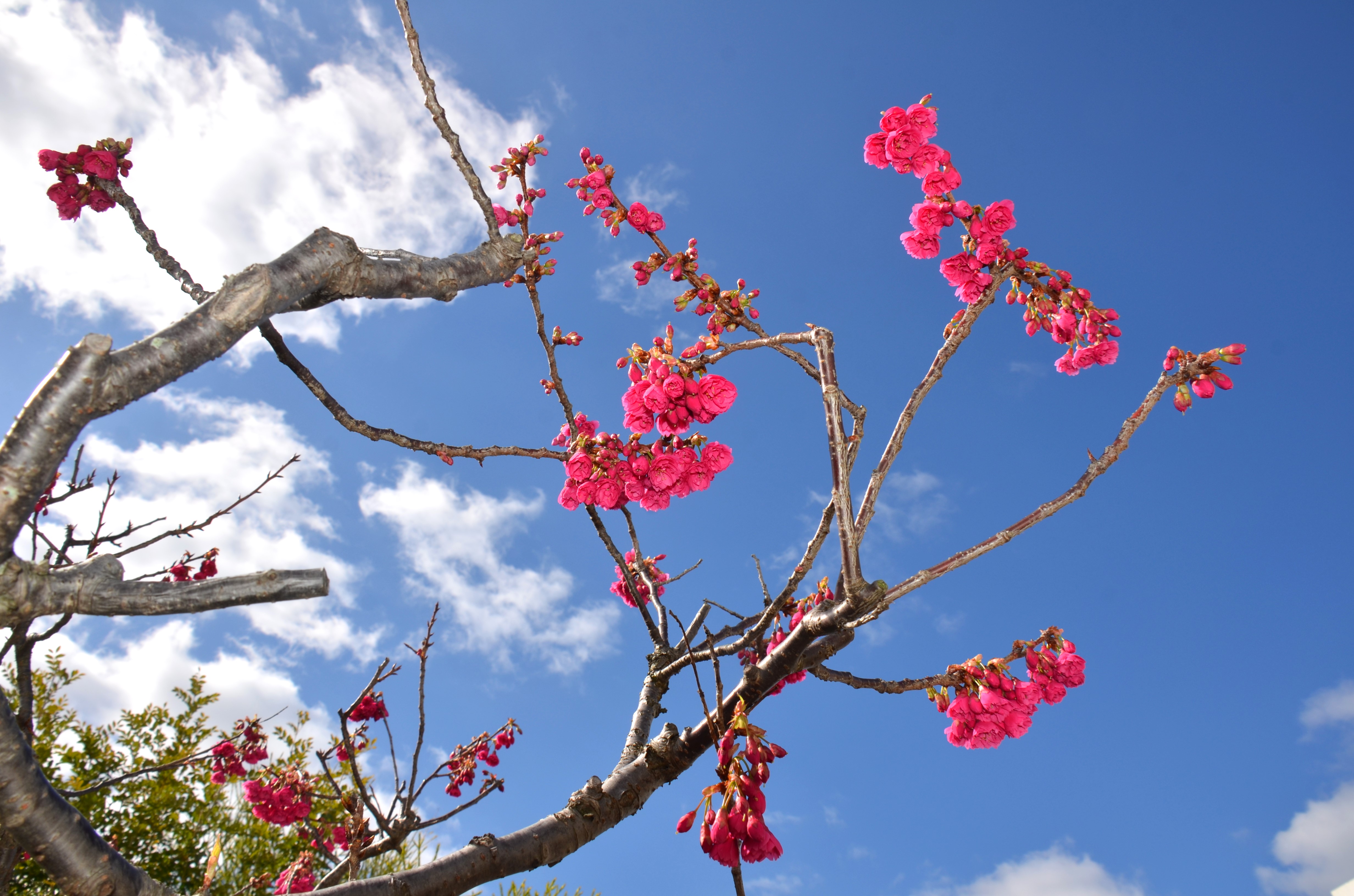 桜が咲きはじめました