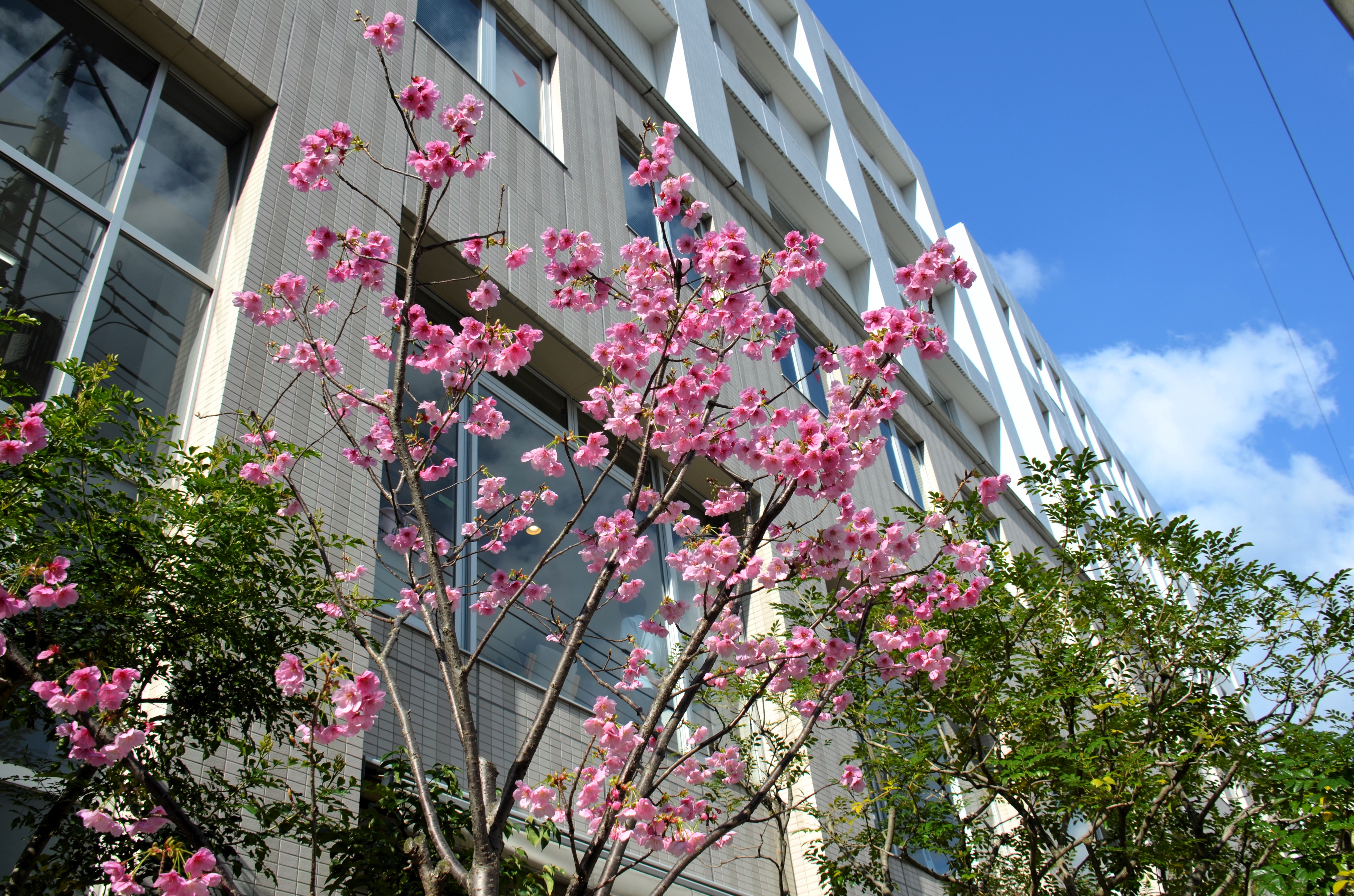 陽光桜が咲きました